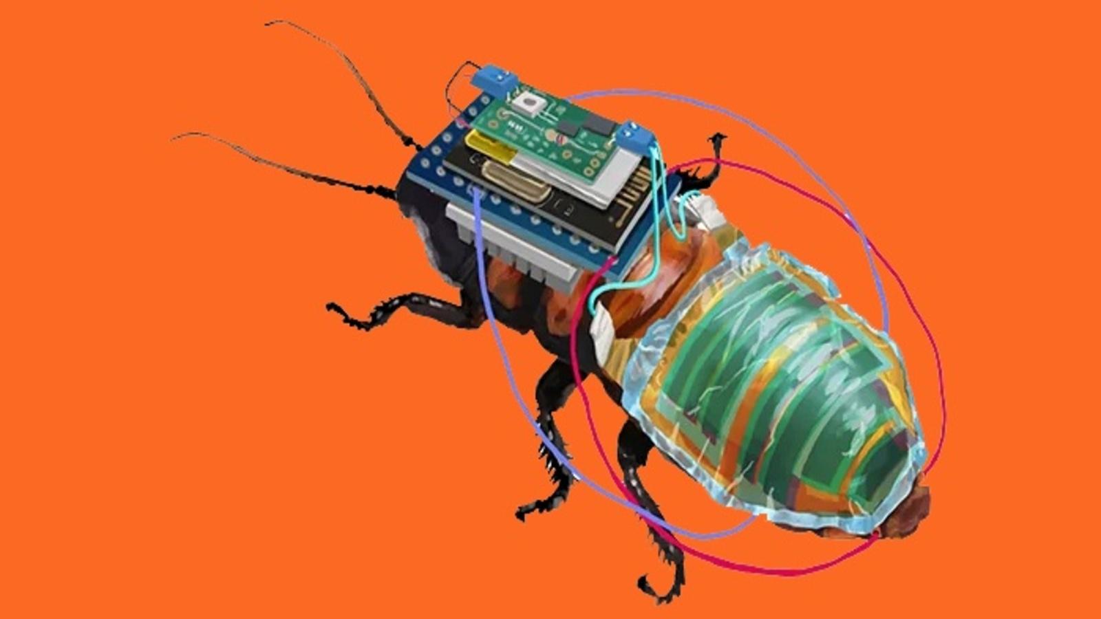 Cyborg Hamam Böcekleri Nasıl Oluşturuldu? Cyborg Hamam Böcekleri Nasıl Kontrol Ediliyor?