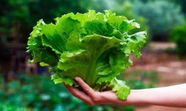 Bitkilere Gen Tabancasıyla Et Proteini Ürettirdiler